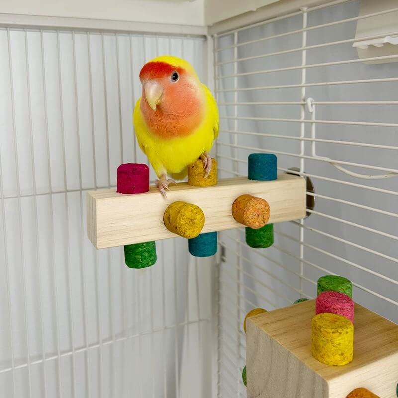 Chew & Discover Cube Toy
