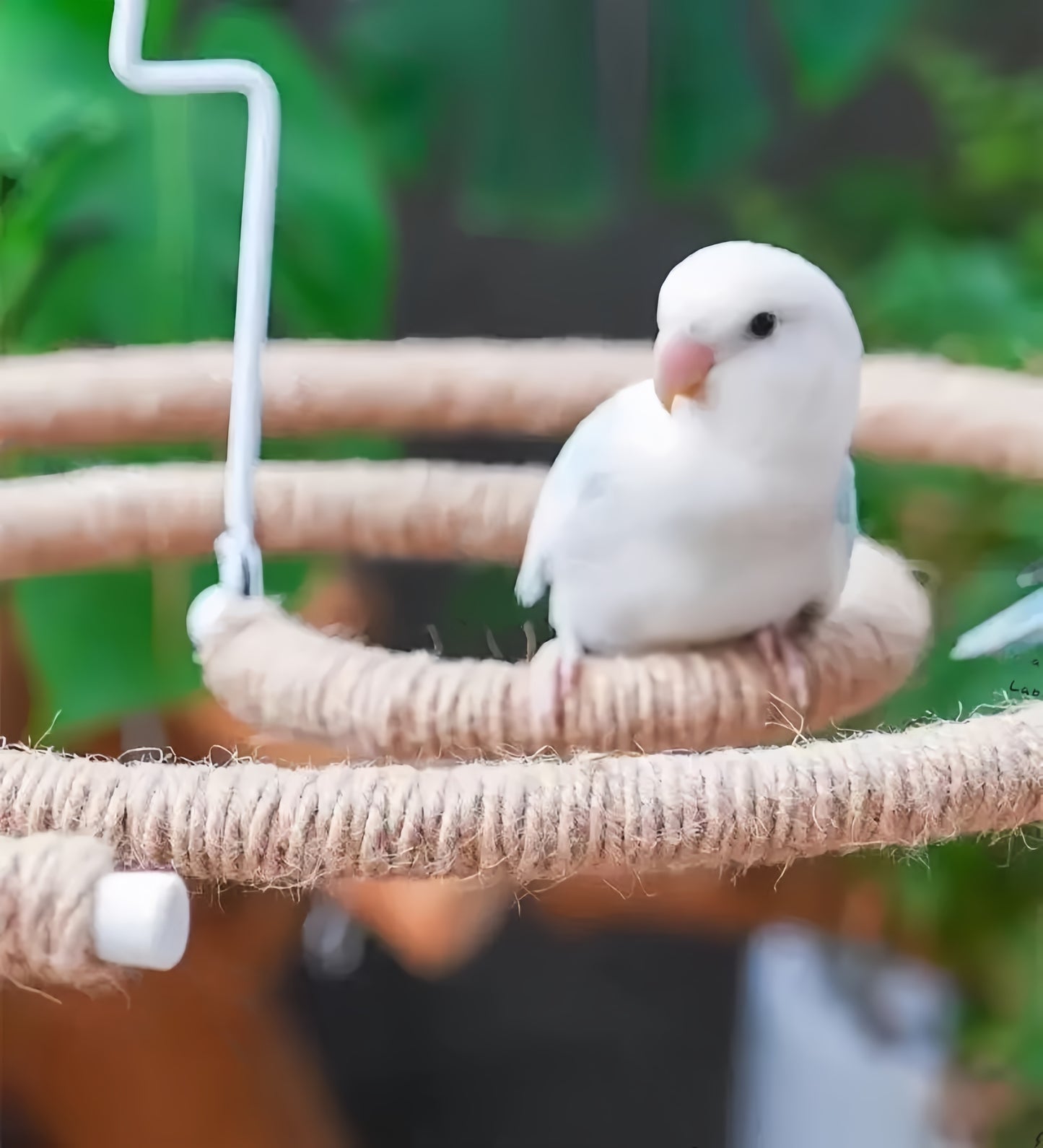 Natural Spiral Climbing Perch for Large Parrots