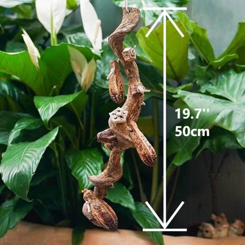 Starfruit Foraging Chew String