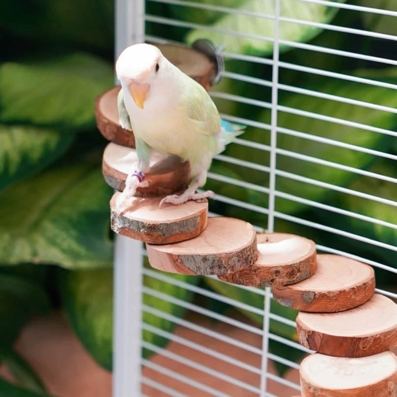 Natural Wood Climbing Ladder
