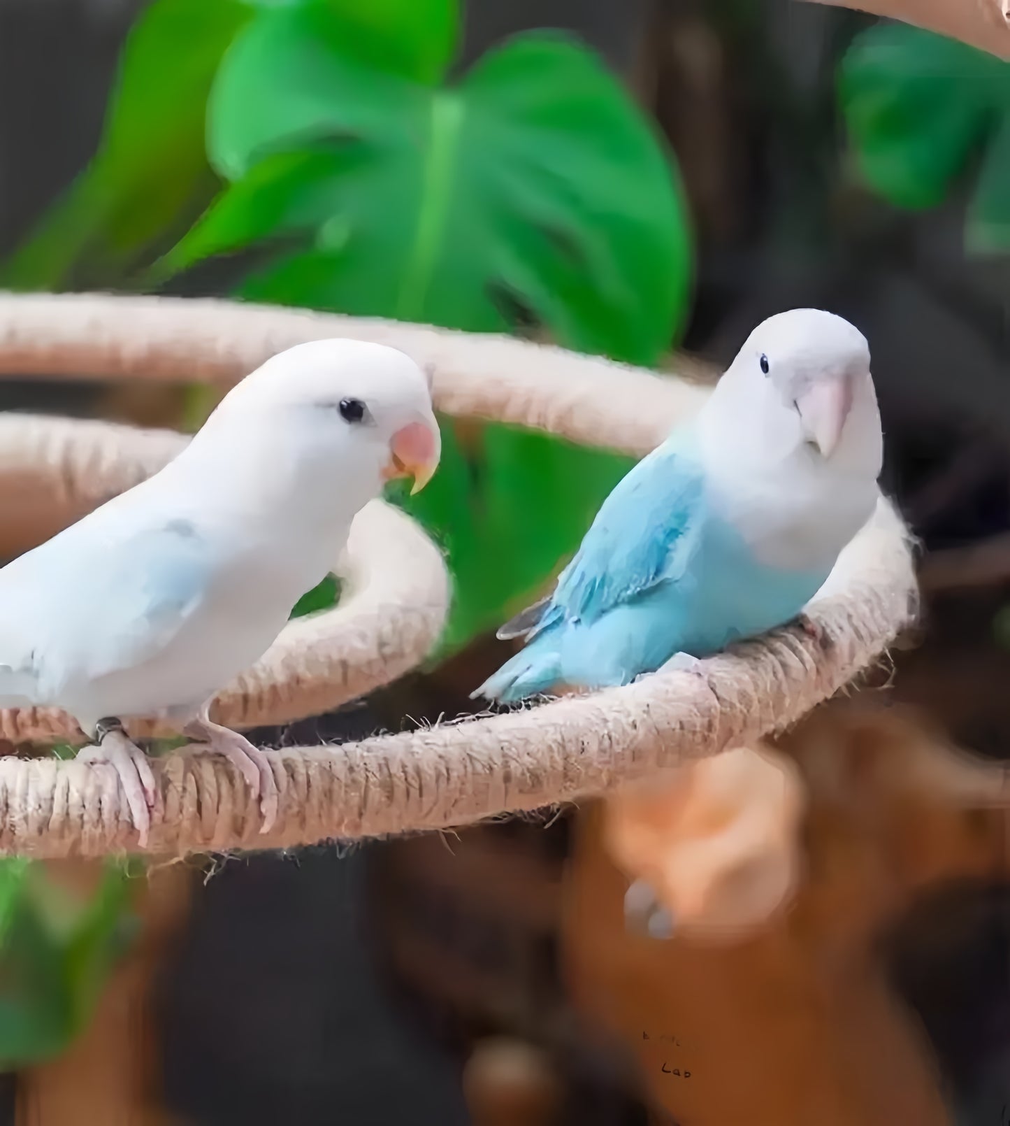 Natural Spiral Climbing Perch for Large Parrots