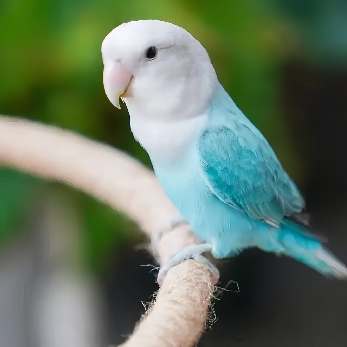 Natural Spiral Climbing Perch for Large Parrots