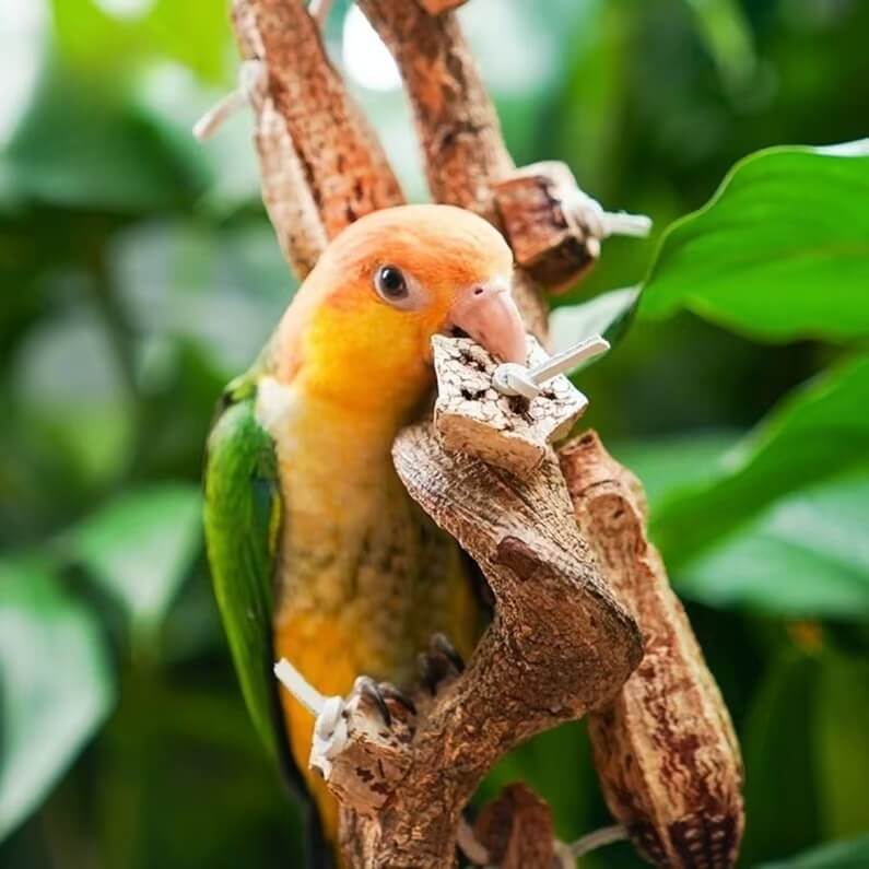 Starfruit Foraging Chew String