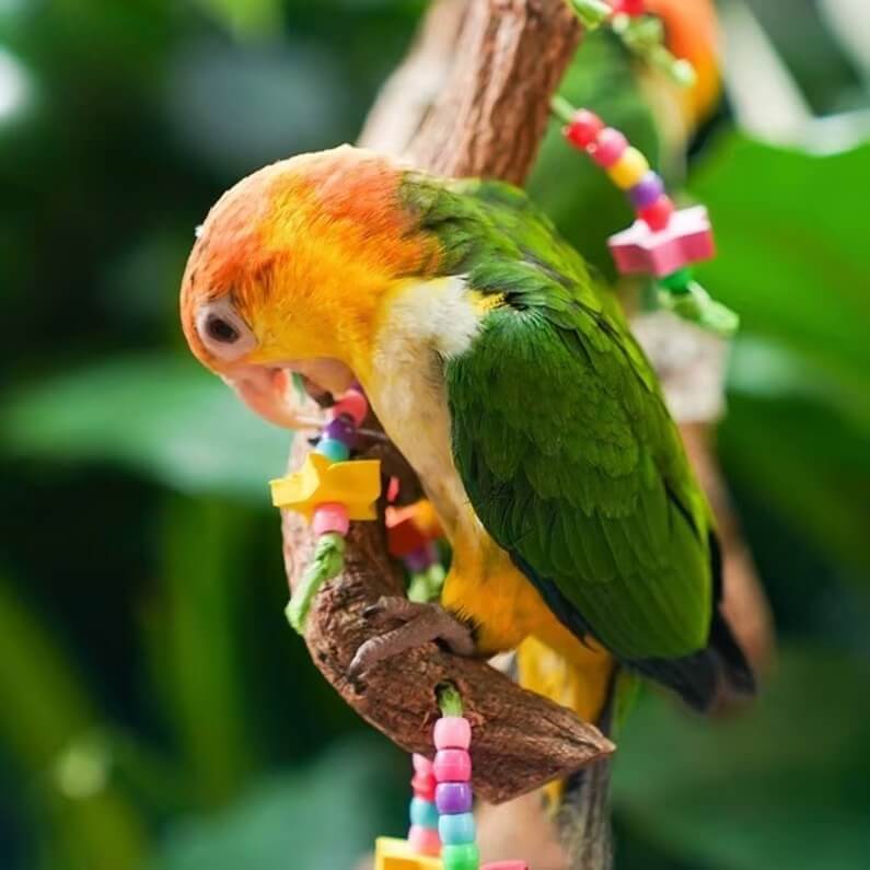Starfruit Foraging Chew String