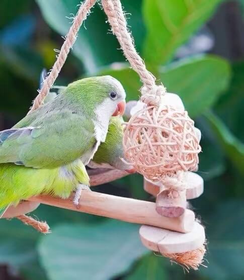Java Wood Wicker Ball Swing for Parrots