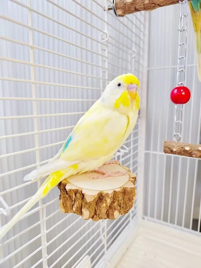 Natural Pepperwood Bird Swing & Perch Platform