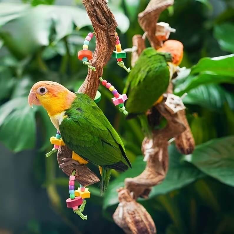 Starfruit Foraging Chew String